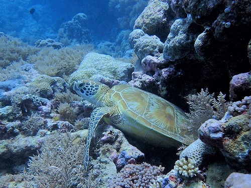 【全国5つの空港より出発OK】 フィリピン航空利用 パラオ・ダイビングツアー5日間