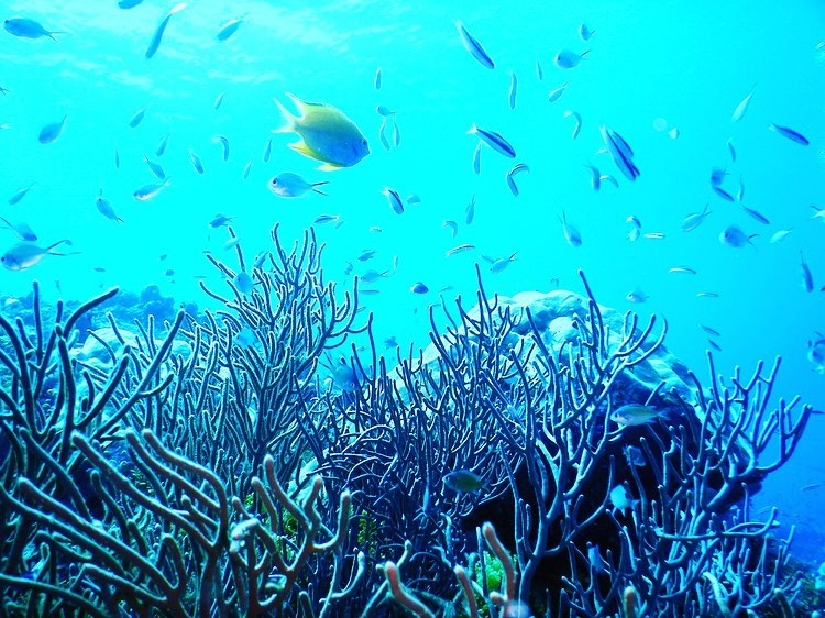 【成田発  ユナイテッド航空・直行便利用】 パラオダイビングツアー6日間