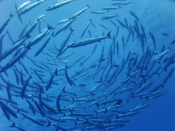 【全国5つの空港より出発OK】 フィリピン航空利用 パラオダイビングツアー6日間